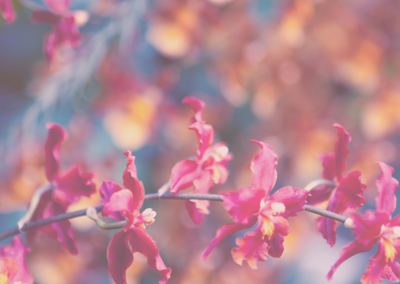 求推荐渠道的免费ddos防火墙